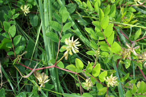 astragalus (astragalus glycyphyllos) wächst in der natur - cicer stock-fotos und bilder