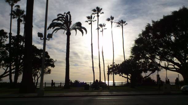 istock Sunset on Palm trees in Santa Monica 1415043063