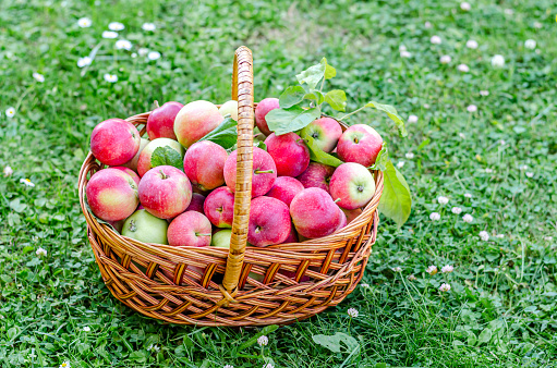Ripe apples in a wicker basket on a background of grass. The concept of seasonality, agriculture, harvesting. Close-up. View from above