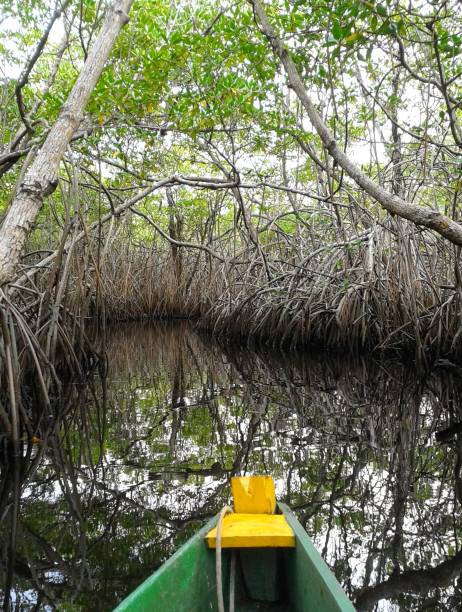 istock Canoe ride through the mangrove 1415047128