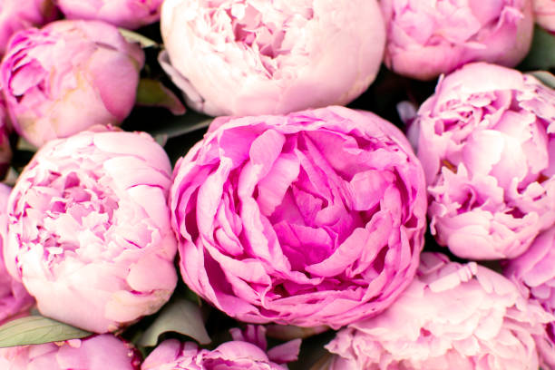 istock large purple peony buds close-up for the background 1415047625