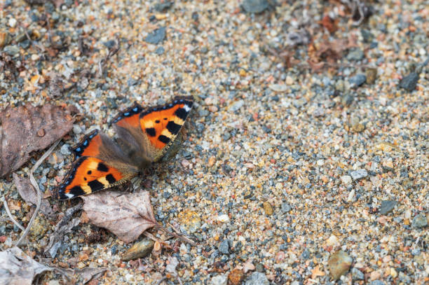 Small tortoiseshell butterfly, Aglais urticae, resting on sandy surface Small tortoiseshell butterfly, Aglais urticae, resting on sandy surface sunning butterfly stock pictures, royalty-free photos & images