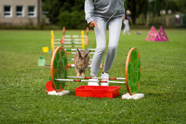 istock adorable rabbit bunny jumping over the obstacles during bunny race, green background, pet photography, bunny hop, kaninhop, Symbol of new year 2023, copy space, Easter concept 1415048728