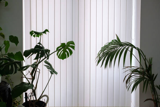 istock Bright Room With Plants in front of a big window 1415048786