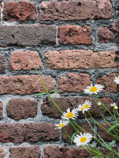 istock flowers in spring against brick wall. 1415048822
