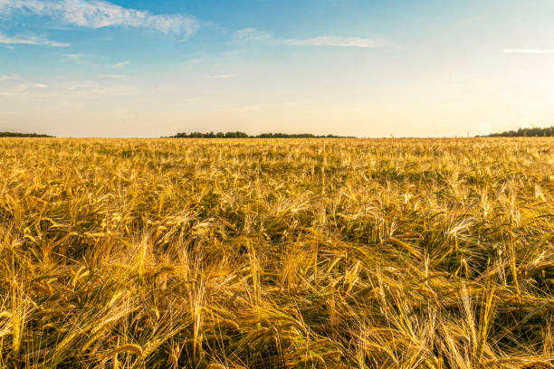 istock wheat field on a hill. Horizon 1415049057