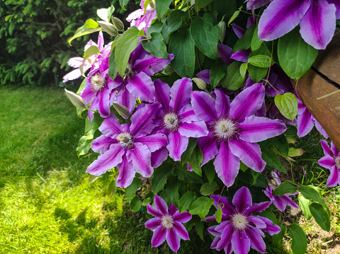 Purple clematis flowersMany bloom pink clematis flower in garden. Flowers of clematis over green background. Flowers of perennial clematis vines in the garden.