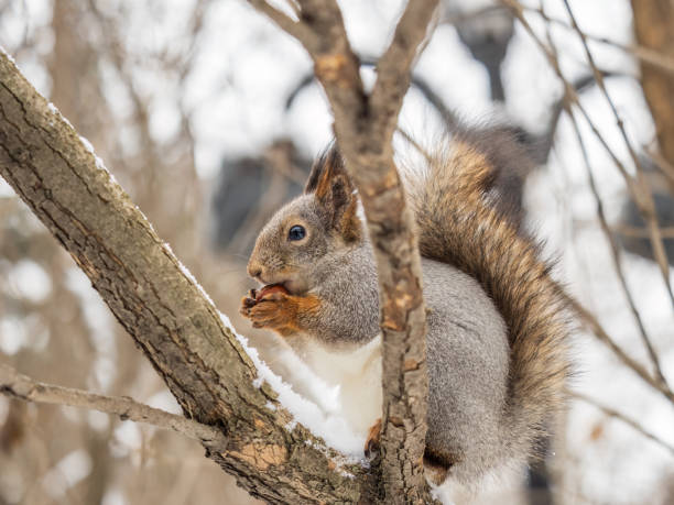 istock The squirrel with nut sits on tree in the winter or late autumn. 1415049188
