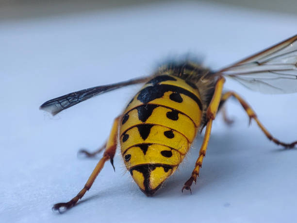 istock Macro dead wasp. Dead animal. Yellow insect closeup background 1415049956