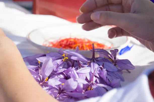 The hands of a girl   tear off the stamens of saffron crocus. The spice is dried and added to dishes.  Saffron flowers in Consuegra Castile La Mancha Spain
