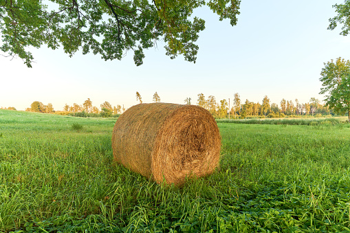 Green agricultural field with one haystack and big oak tree branch above.