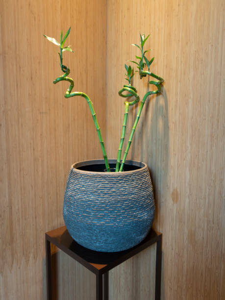 istock Blank modern room with vase of bamboo 1415054229
