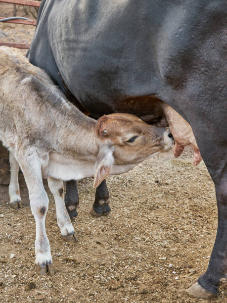 istock Calf feeding from its mother's udder rural farm concept 1415054350