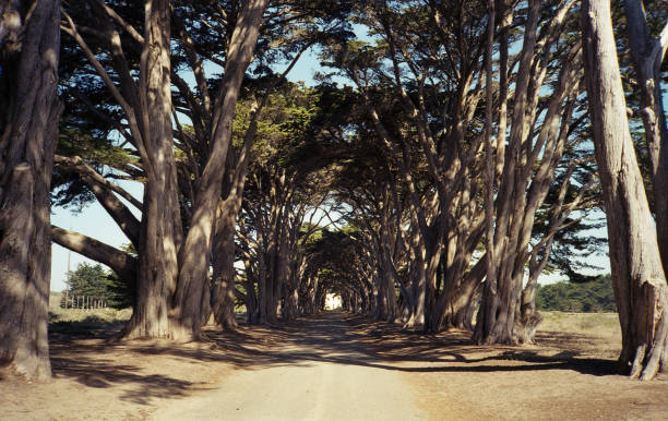 Cypress Tree Tunnel stock photo