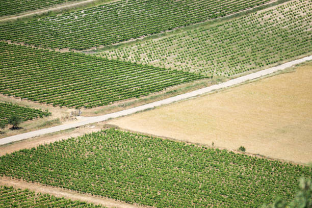 Vineyards in Moixent Valencia province Spain Aerial view