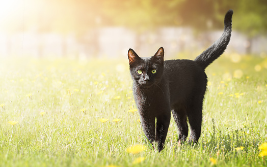 black cat walking on the grass looking at the camera