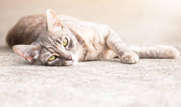 istock striped gray cat lying on the street 1415055666