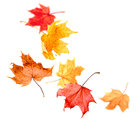 falling autumn maple leaves on a white isolated background