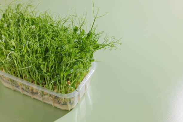 istock microgreens on a clean yellow background, close-up 1415057570