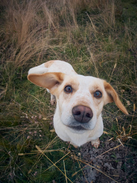 istock Dog on the field. 1415059878