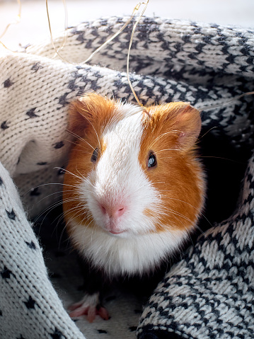 Cute red and white guinea pig.