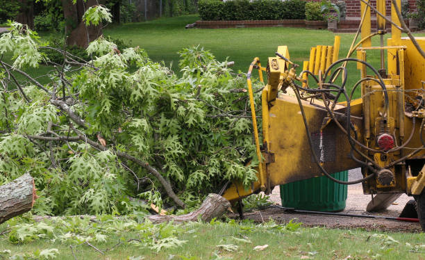 istock Wood chipper cutting up branches of a tree that was just cut down 1415062092