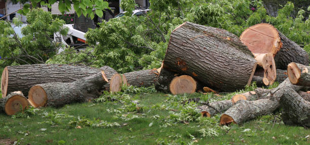 istock Large pieces of tree trunks and branches cut up on a lawn 1415062116