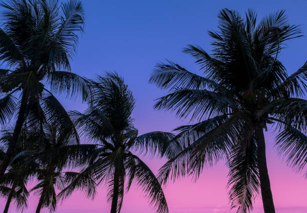 istock Coconut palm trees from Boa Viagem beach 1415062825