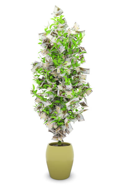 ナイジェリアのナイラの木。白い背景に隔離された木の上のお金の3dレンダリング。財務上の成長 - image branch leaf fruit ストックフォトと画像