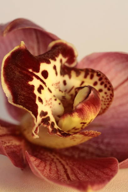 istock One Orchid flower - part of 1415066229