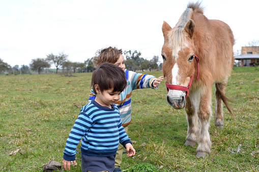 Children playing with horses in the field