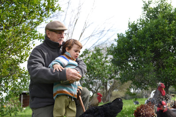 istock child and grandfather feeding chickens 1415066908