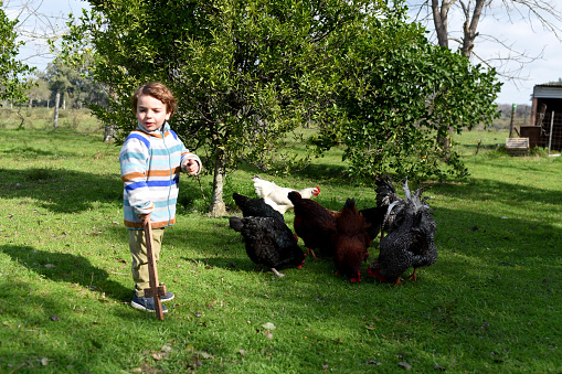 Child and grandfather feeding chickens in the field