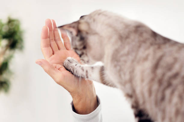 istock Cat touching man s hand with paw 1415067154