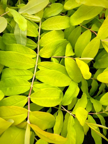 background of lime green leaves - lime leaf imagens e fotografias de stock