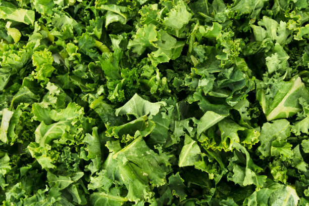Green Leafy Kale Vegetable Background Chopped curly kale veggie background pattern. kale stock pictures, royalty-free photos & images