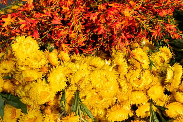 Photo of Colorful and exotic Colombian flowers in the market square