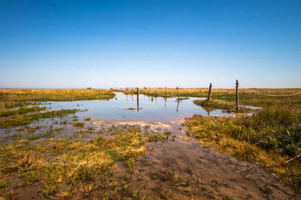 istock Bradwell-on-sea saltmarsh 1415072458