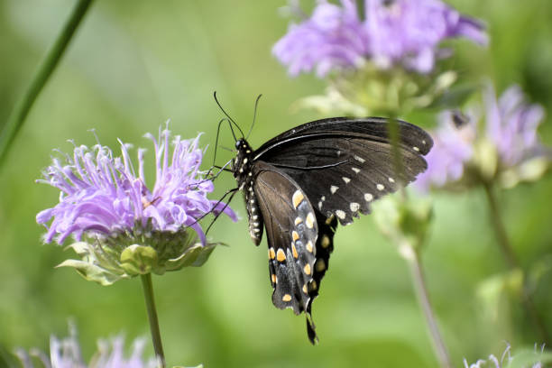 istock Black Swallowtail on Bergmot 1415075358