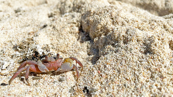 Hermit crab on the beach crawling around on the coral reef