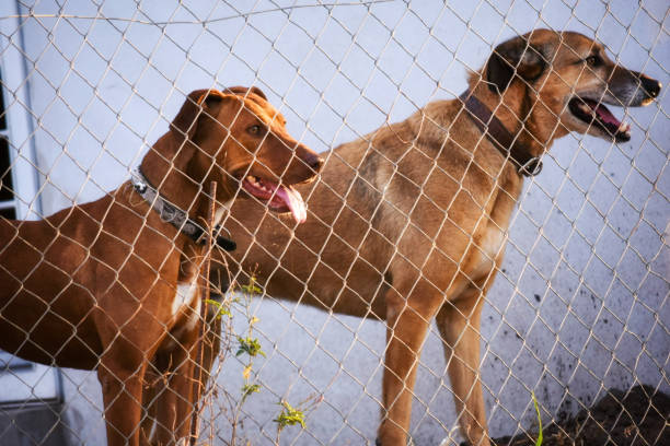 Two dogs looking through the fence