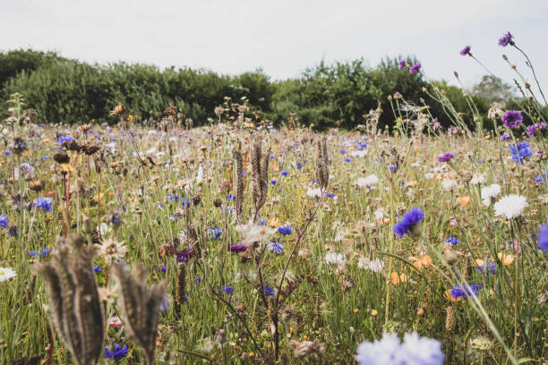 istock The beautiful Danish summer flowers 1415079240