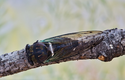 Lyric Cicada (Neotibicen lyricen) dorsal view on tree branch in Houston, TX. Species is native to North America. Macro image with copy space.