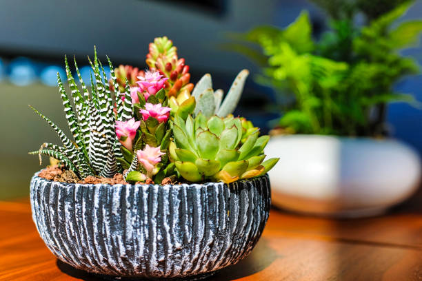 istock interior decoration succulent green plants 1415082948