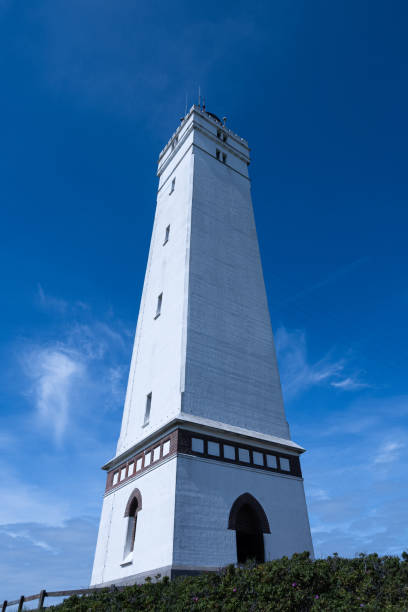 istock Blavelandshukfyr in Denmark 1415084236