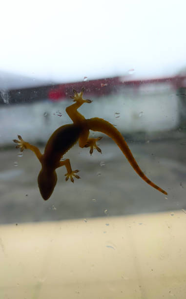 istock the silhouette of a lizard on the window pane 1415084316