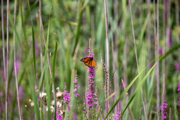 istock A monarch butterfly along a boardwalk trail through a marsh in Ontario. 1415085330