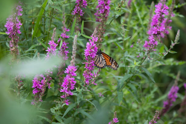 istock A monarch butterfly along a boardwalk trail through a marsh in Ontario. 1415085339