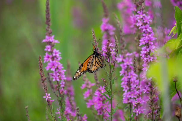 istock A monarch butterfly along a boardwalk trail through a marsh in Ontario. 1415085340