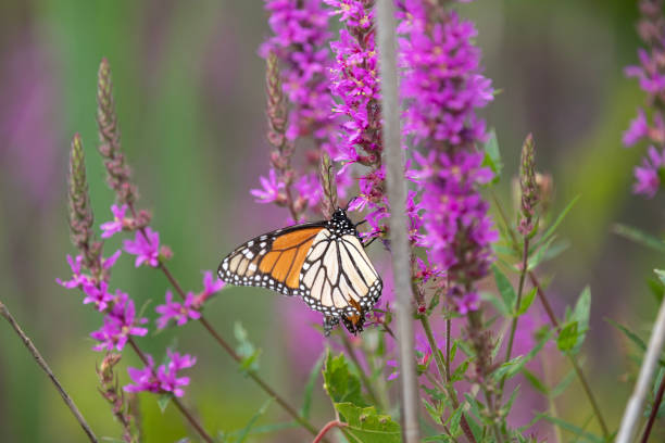 istock A monarch butterfly along a boardwalk trail through a marsh in Ontario. 1415085353